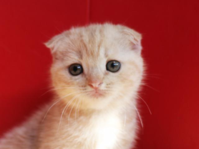 スコティッシュフォールド