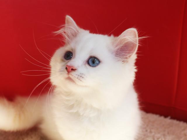 スコティッシュフォールド