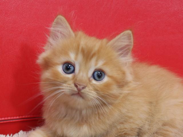 スコティッシュフォールド