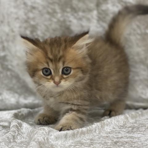 ペルシャ・ヒマラヤン