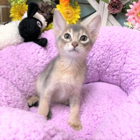 アビシニアン