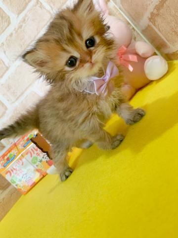 スコティッシュフォールド立ち耳