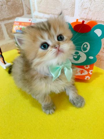 スコティッシュフォールド立ち耳