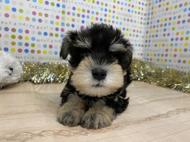 ミニチュアシュナウザー