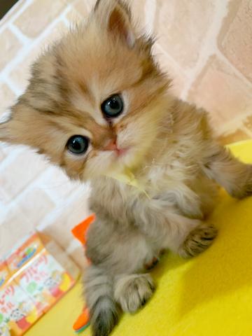 スコティッシュフォールド立ち耳