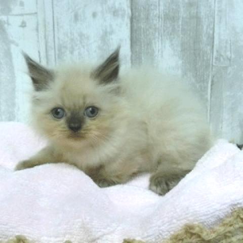ペルシャ・ヒマラヤン