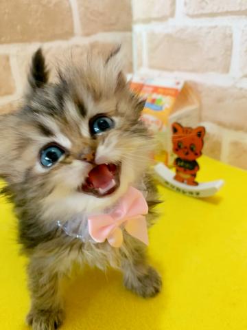 スコティッシュフォールド立ち耳