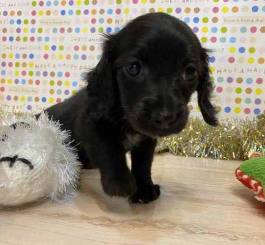 ミニチュアダックスフンド