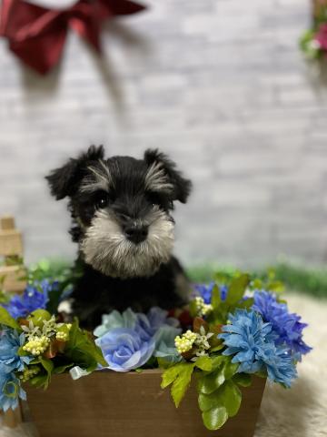 ミニチュアシュナウザー