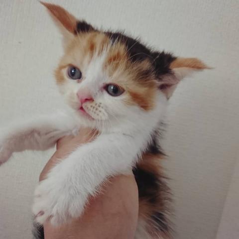 MIX（雑種）