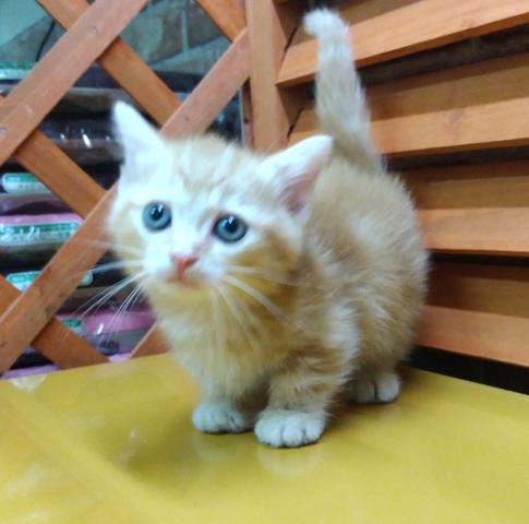 マンチカン
