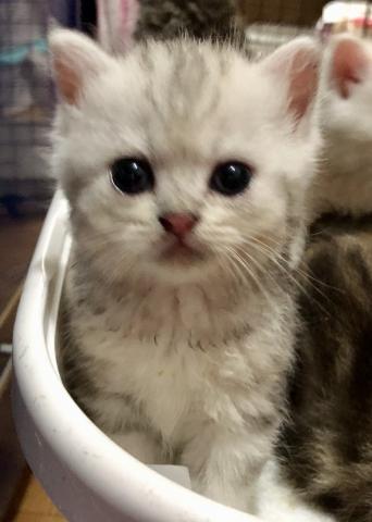 ミヌエット（旧ナポレオン）