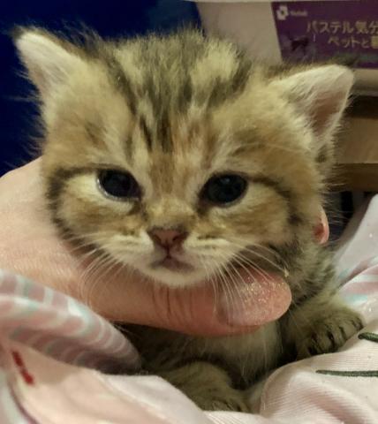 ミヌエット（旧ナポレオン）