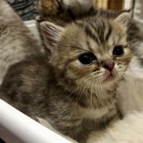 ミヌエット（旧ナポレオン）