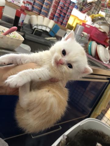 ミヌエット（旧ナポレオン）