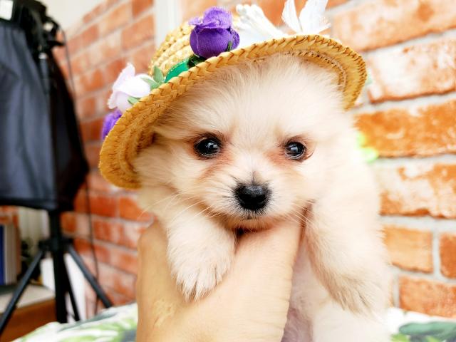 ポメラニアン
