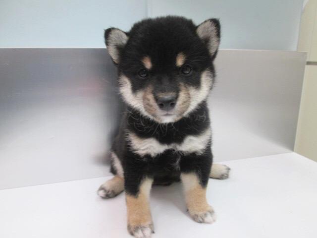 柴犬（豆柴犬）