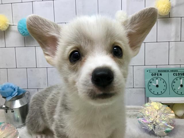 ウェルシュコーギーペンブローク