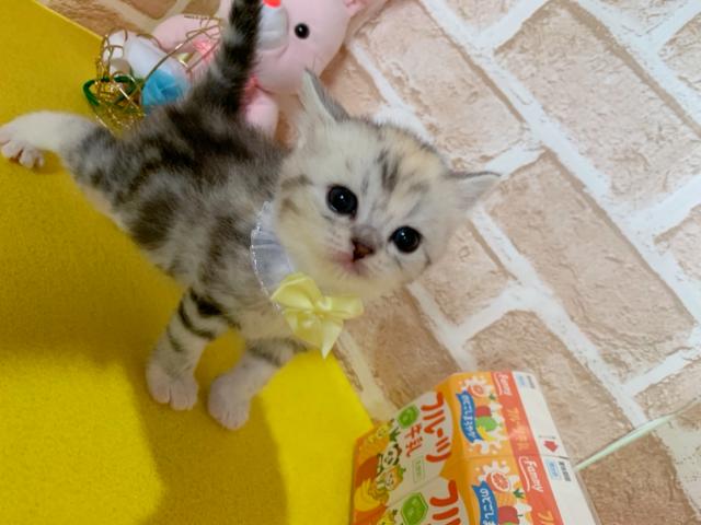 マンチカン長足