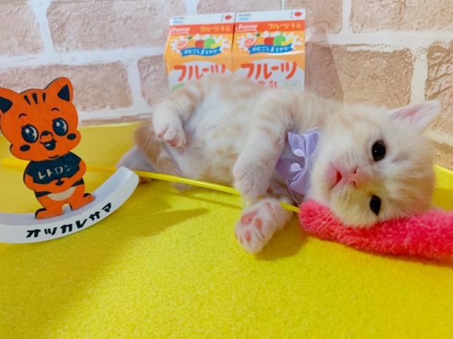 マンチカン長足