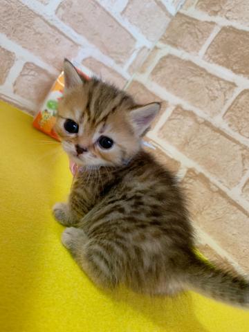 マンチカン短足