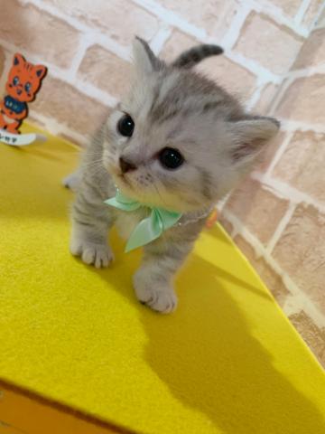 マンチカン短足