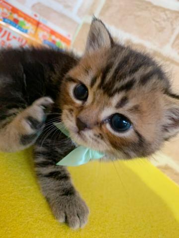 マンチカン長足