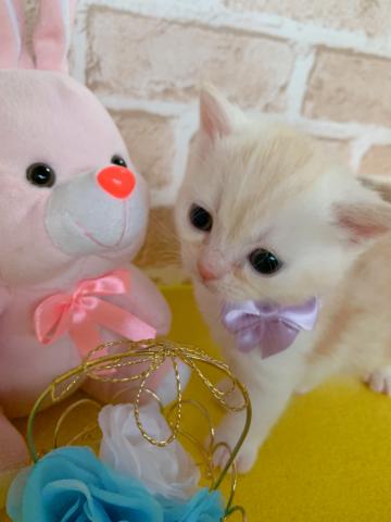 マンチカン長足