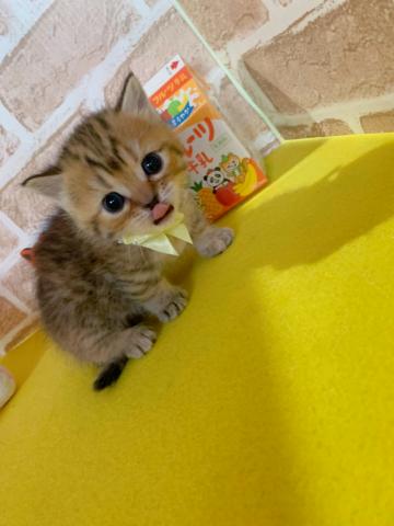 マンチカン短足