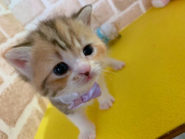 マンチカン長足