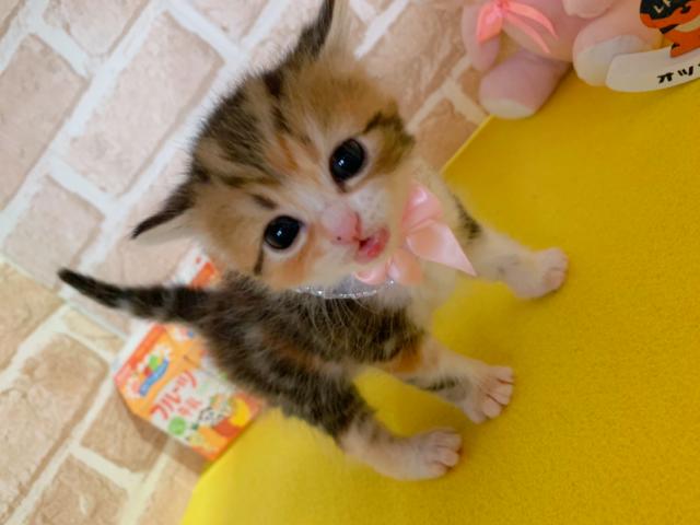 マンチカン長足