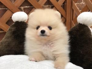 ポメラニアン