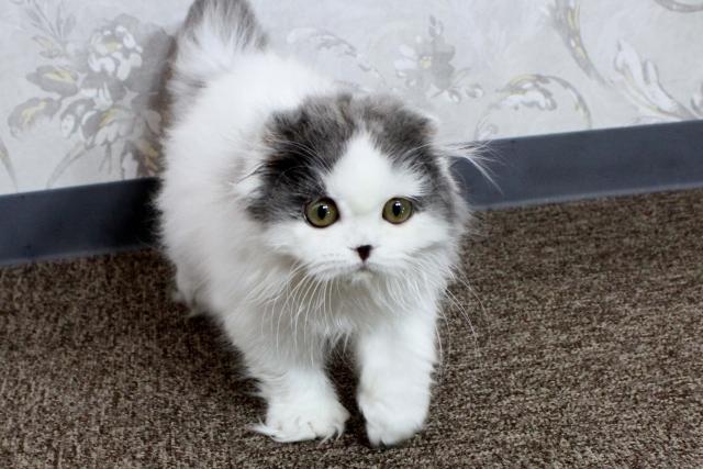 スコティッシュフォールド