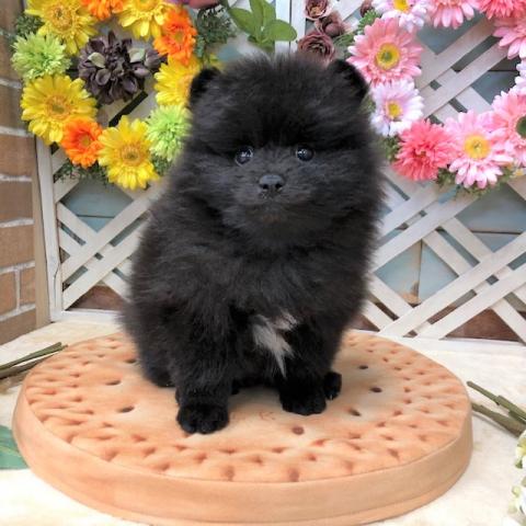 ポメラニアン