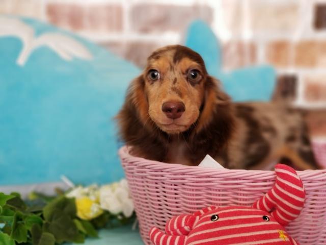 ミニチュアダックスフンド