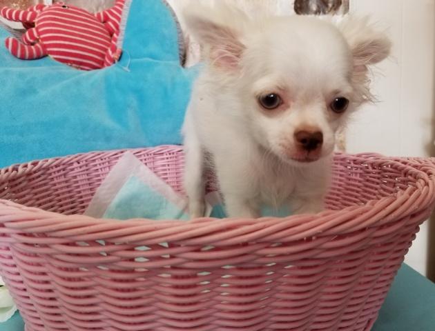 チワワ（ロングコート）