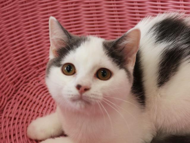 スコティッシュフォールド