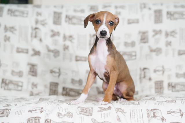 イタリアングレーハウンド