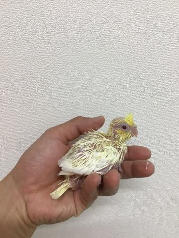 オカメインコ（ルチノー）
