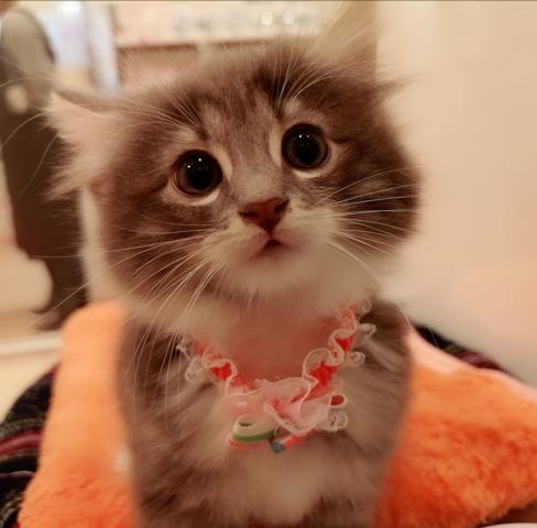 ノルウェージャンフォレストキャット