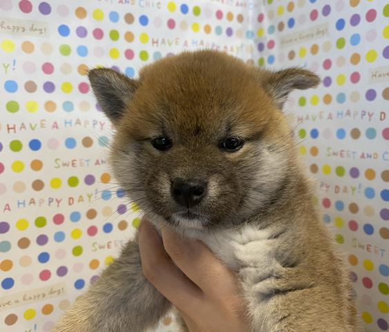 柴犬