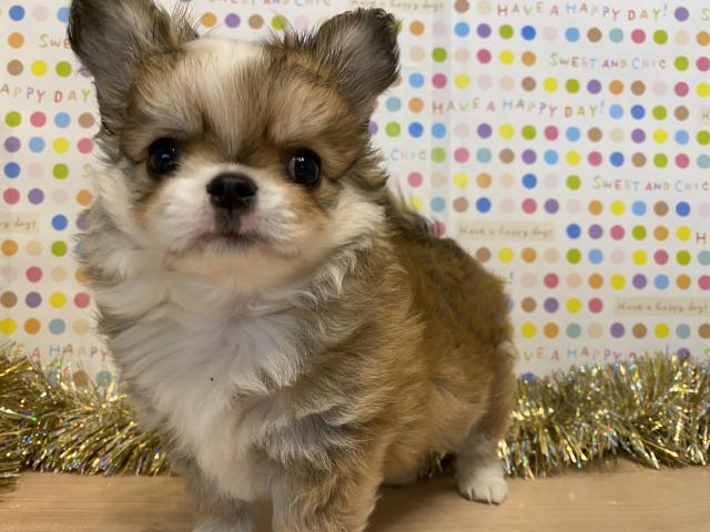 チワワ（ロングコート）