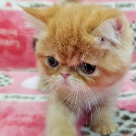 エキゾチックショートヘアー
