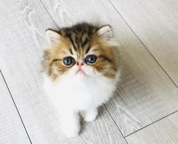 エキゾチックロングヘアー