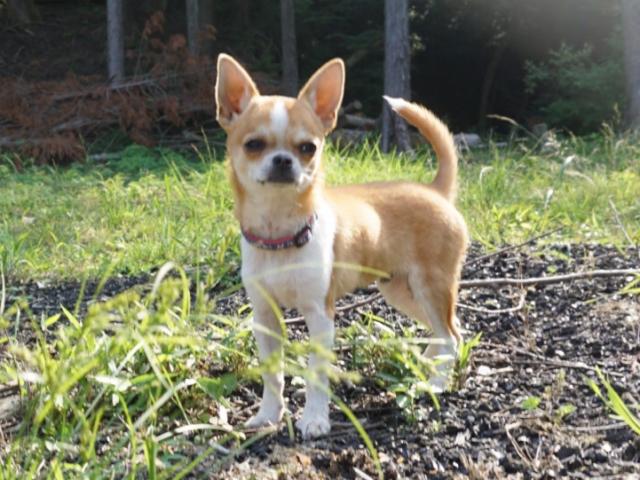 チワワ（スムースコート）