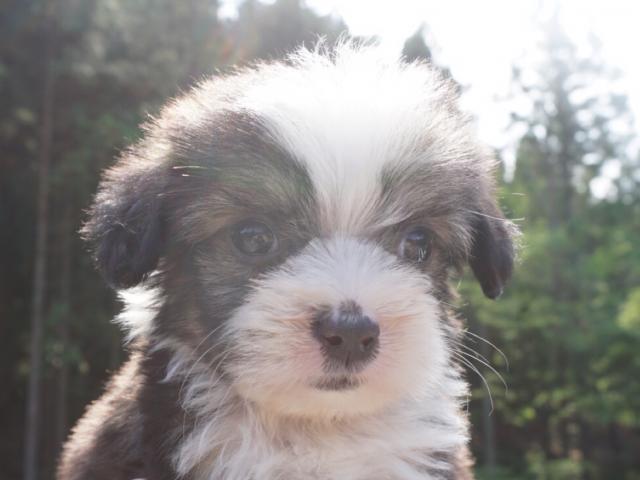 チャイニーズクレステッドドッグ