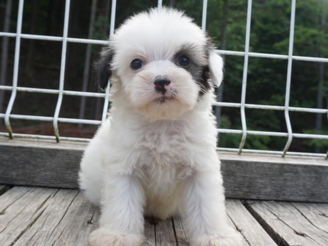 チャイニーズクレステッドドッグ