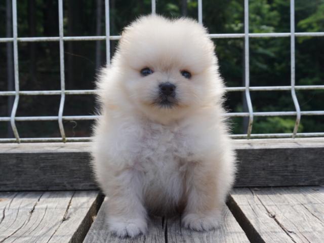 ポメラニアン