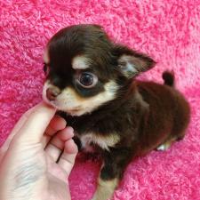 チワワ(ロングコート)愛嬌バツグン❣️癒し系チワワちゃん🐶❤️ 大阪府泉大津市
