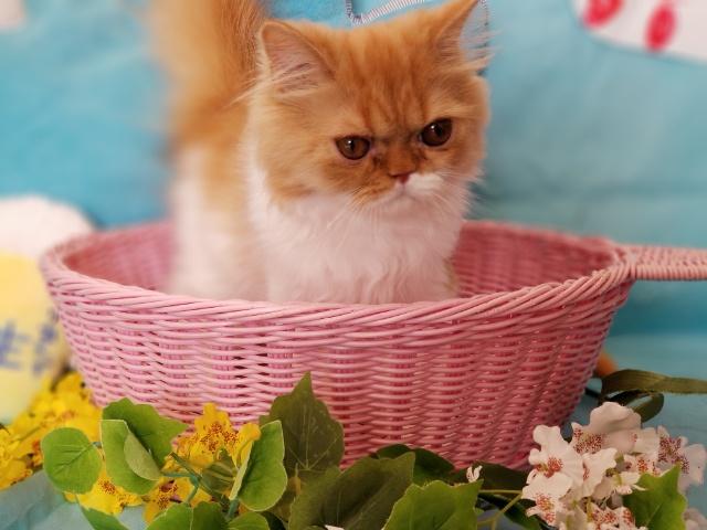 ペルシャ・ヒマラヤン